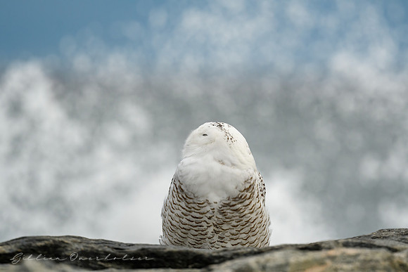 Snowy Owl