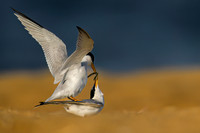 Least Tern