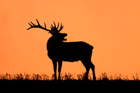 Thule Elk