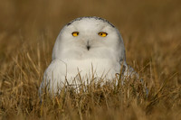 Snowy Owl