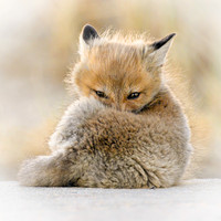 Fox Kit