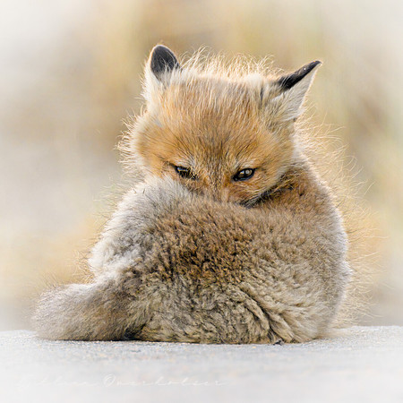 Fox Kit