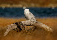Driftwood Snowy
