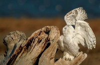 Driftwood Snowy