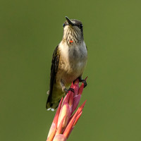 Ruby Throated Hummingbird