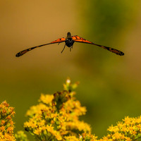 Monarch Butterly