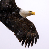 Bald Eagle in the Snow