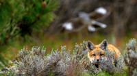 Fox Kit