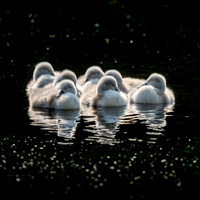 Cygnets
