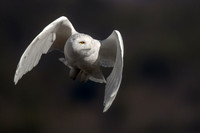 Snowy Owl