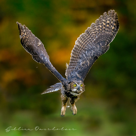 Great Horned Owl