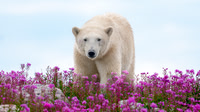 Polar Bears in Fireweed