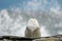 Snowy Owl