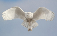 Snowy Owl Hovering