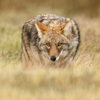 Coyote