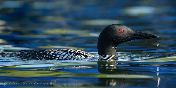Loon Parent