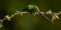 Sword Billed Hummingbird