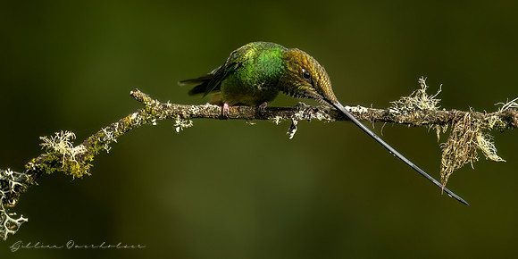 Sword Billed Hummingbird