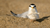 Least Tern