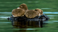 Loon Parent and Chicks