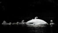 Cygnet