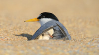 Least Tern Mother and Child