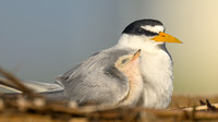 Least Tern Mother and Child