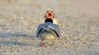 Common Tern and Chick