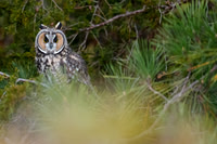 Owls