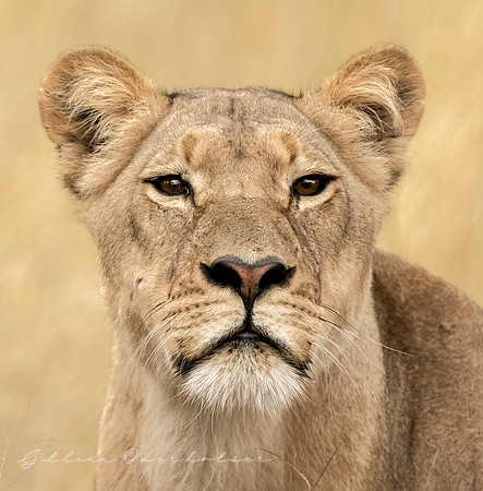 Young Lioness