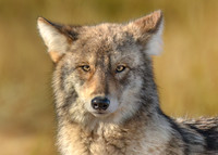 Coyote