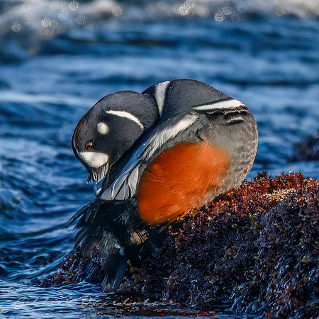 Harlequin Duck