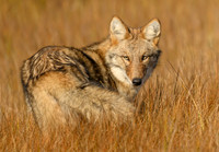 Coyote