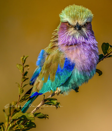 Lilac Breasted Roller