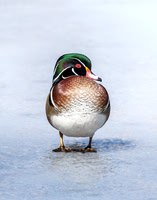 Other Shorebirds and Waterbirds