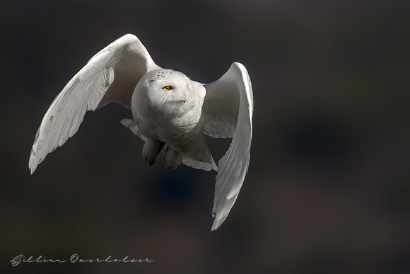 Snowy Owl