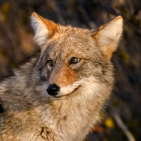 Coyote