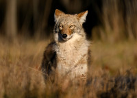 Coyote