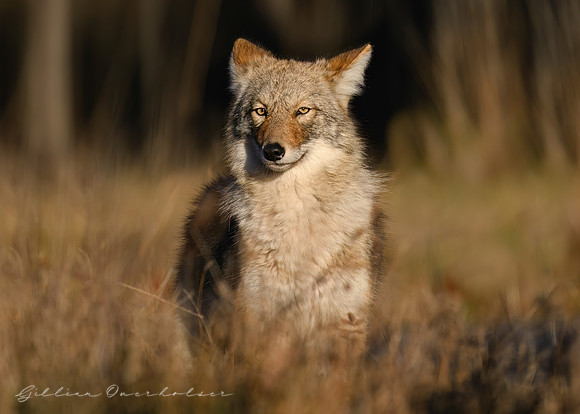 Coyote