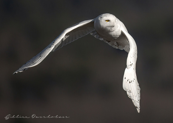 Snowy Owl