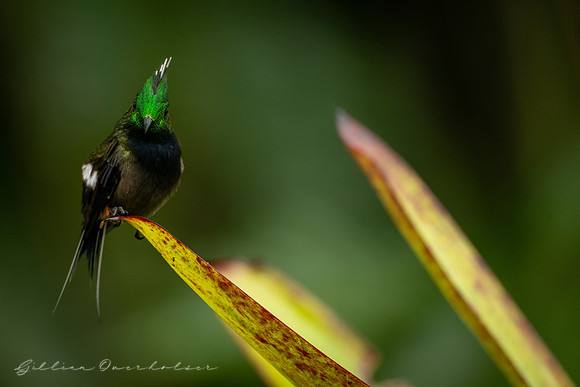 Thorn Tail