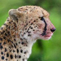 Cheetah