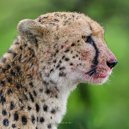 Cheetah