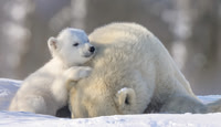 Newborn Polar Bear Cubs and Moms