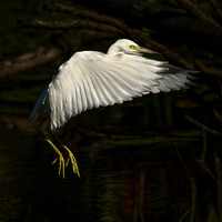 Little Blue Heron