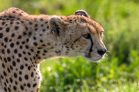 Cheetah