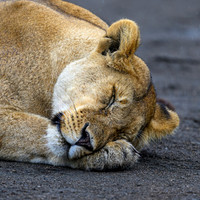 Sleeping Lioness