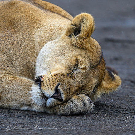 Sleeping Lioness