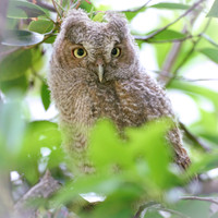 Screech Owlet
