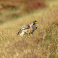 Peregrine Falcon
